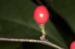 Southern spicebush <BR>Pondberry